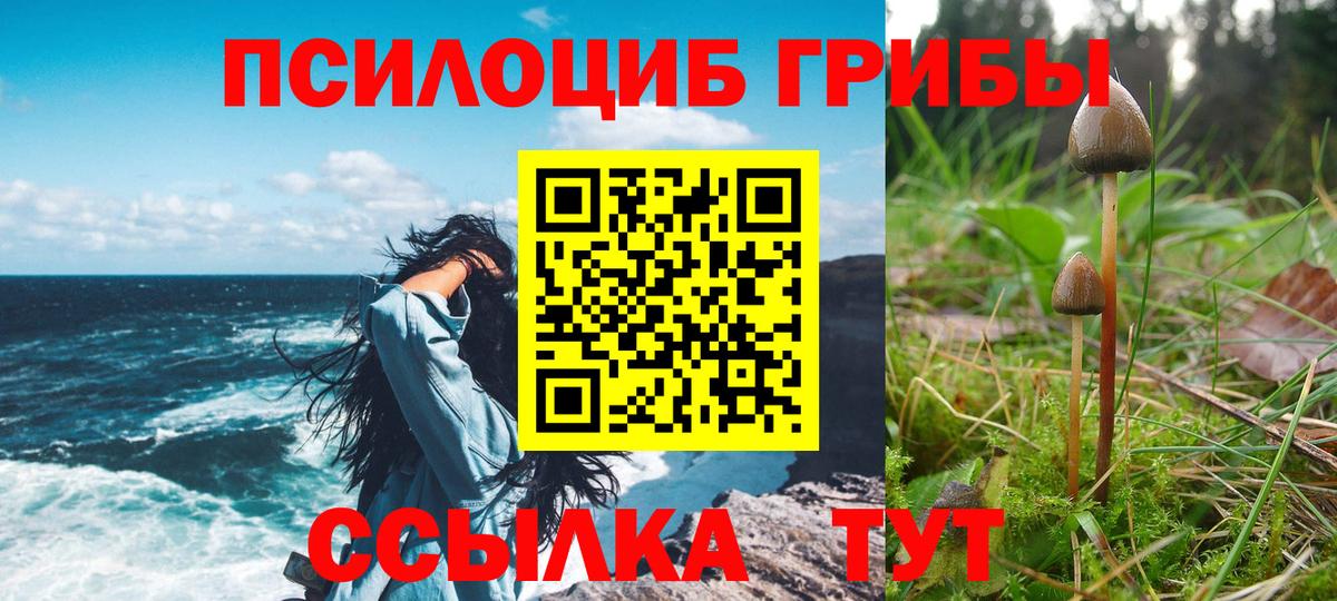 Галлюциногенные грибы Psilocybine cubensis  Звенигород  Галлюциногенные грибы Psilocybine cubensis 