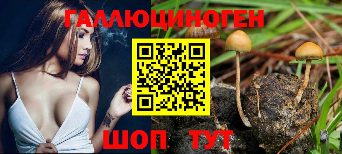 Псилоцибиновые грибы мицелий Звенигород